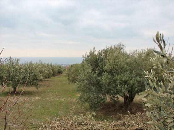 Land In Dion, Greece