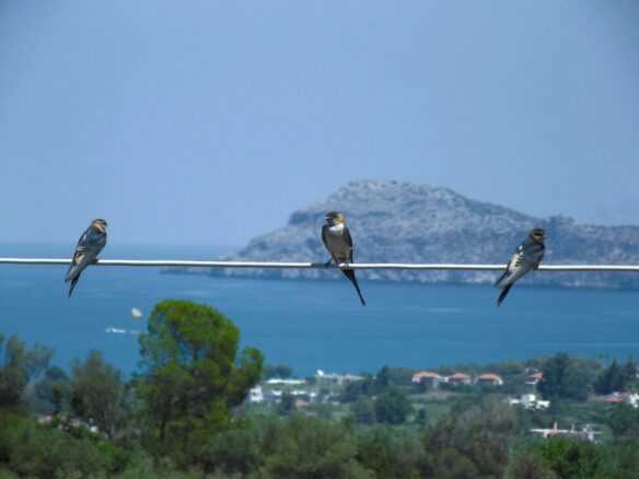 a group of birds sitting on top of a wire