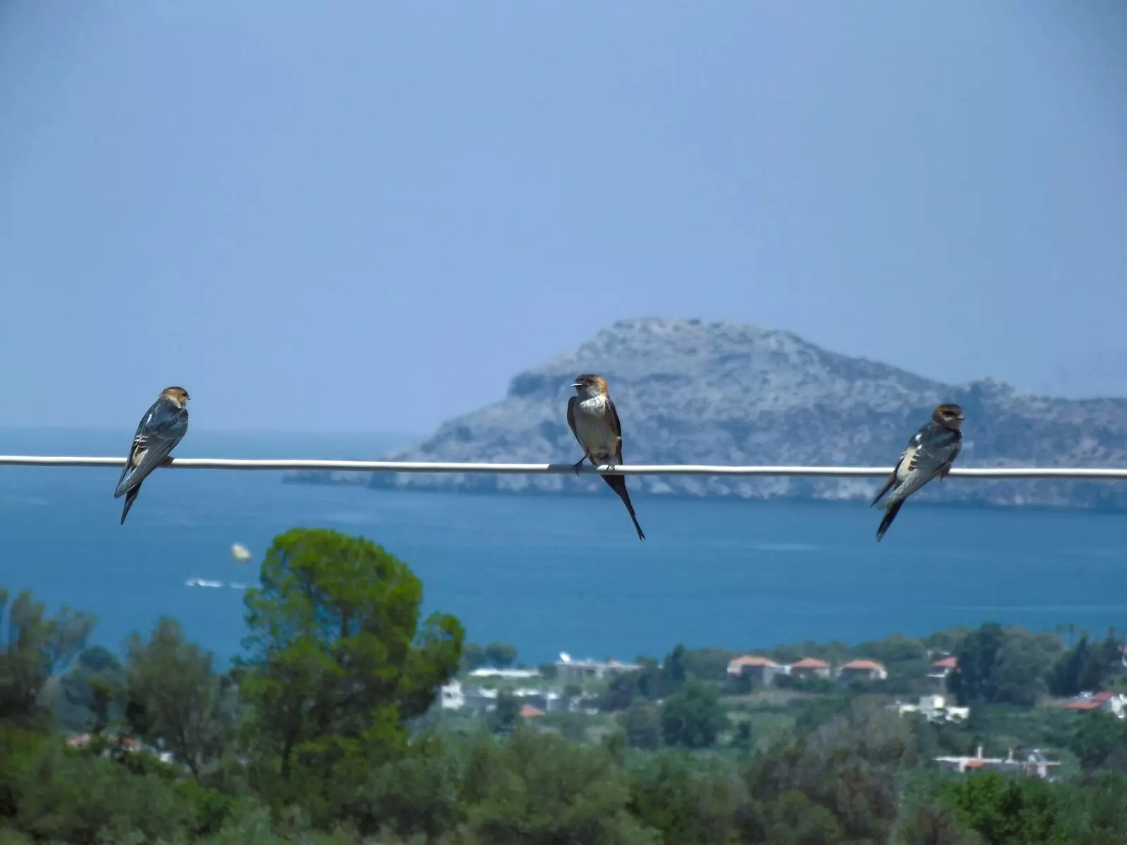 a group of birds sitting on top of a wire