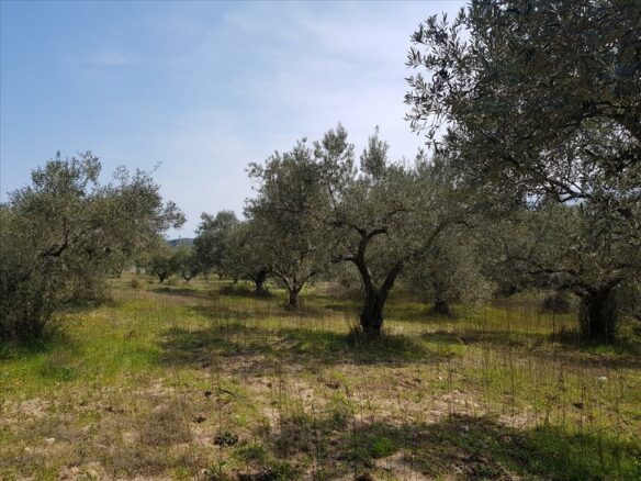 Land In Sithonia, Greece