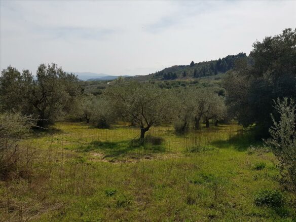 Land In Sithonia, Greece