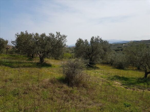 Land In Sithonia, Greece