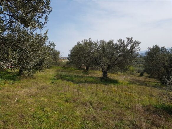 Land In Sithonia, Greece