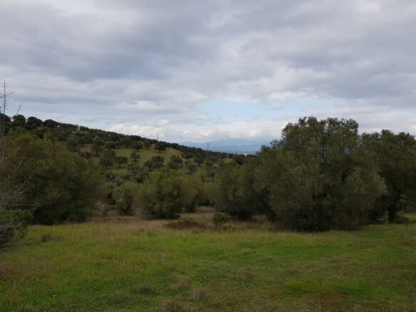 Land In Kassandra, Greece