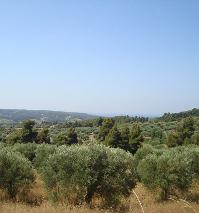 Land Expanse Of 14,300 M² In Kassandra, Chalkidiki