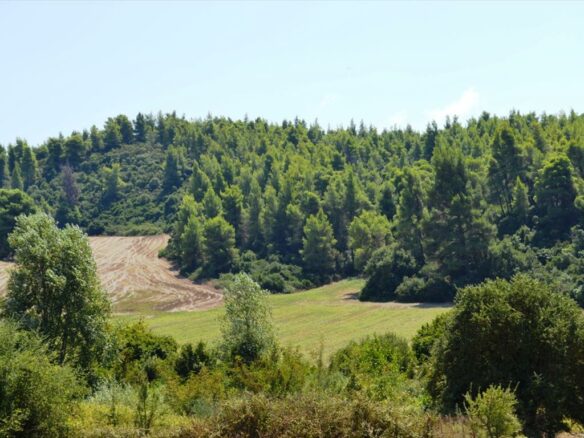 Land Parcel 4200 M² Located In Kassandra, Chalkidiki