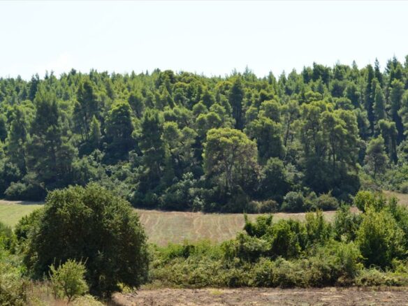 Land Parcel 4200 M² Located In Kassandra, Chalkidiki