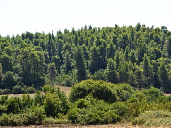 Land Parcel 4200 M² Located In Kassandra, Chalkidiki