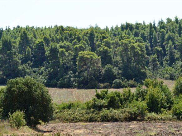 Land Parcel 4200 M² Located In Kassandra, Chalkidiki