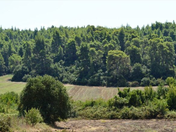 Land Parcel 4200 M² Located In Kassandra, Chalkidiki