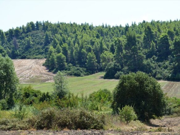 Land Parcel 4200 M² Located In Kassandra, Chalkidiki