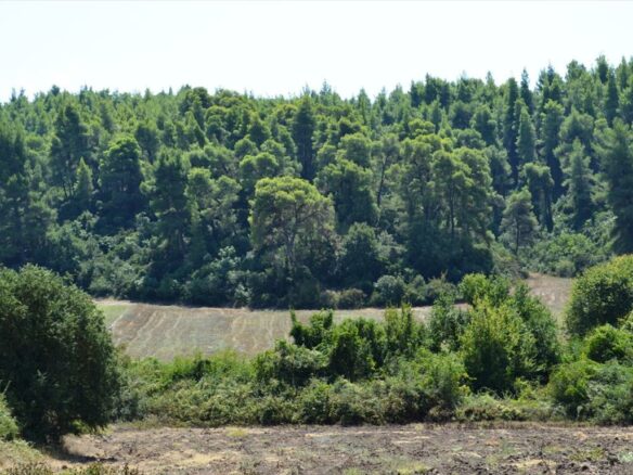 Land Parcel 4200 M² Located In Kassandra, Chalkidiki