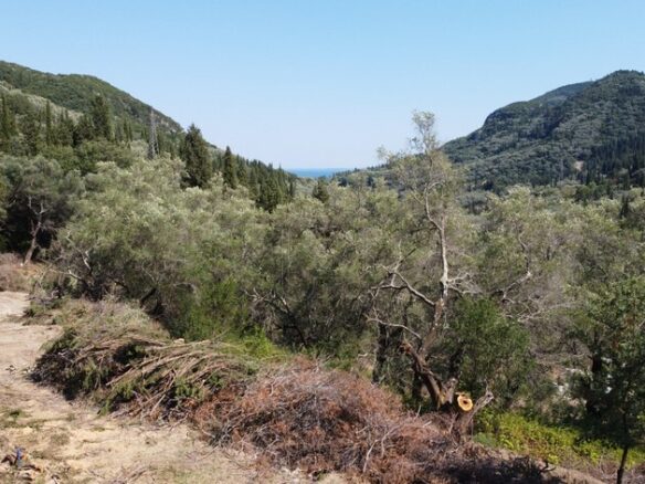 Plot Of 8500 M² Available In Corfu