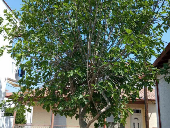 1-bedroom Detached House In Kassandra, Greece (45 M²)