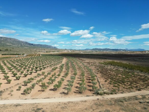 Land In Lel, Spain (12.393 M² Plot)