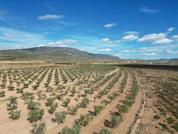 Land In Lel, Spain (12.393 M² Plot)