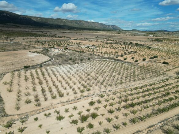 Land In Pinoso, Spain (11.321 M² Plot)