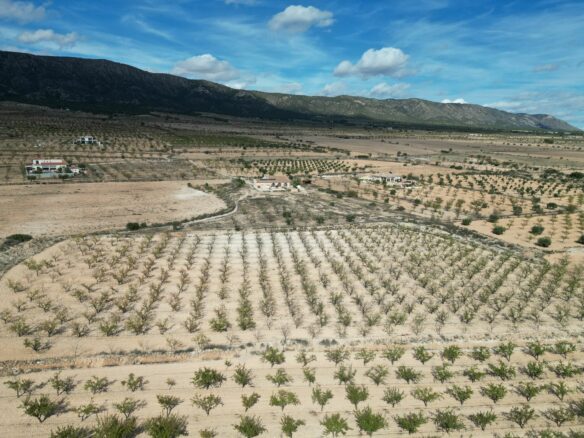 Land In Pinoso, Spain (11.321 M² Plot)