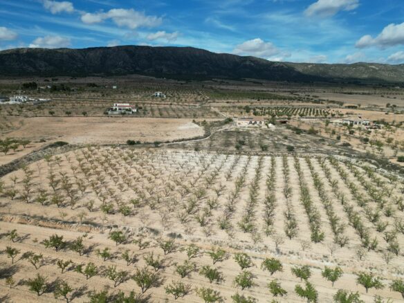 Land In Pinoso, Spain (11.321 M² Plot)