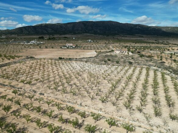 Land In Pinoso, Spain (11.321 M² Plot)