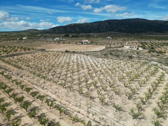 Land In Pinoso, Spain (11.321 M² Plot)