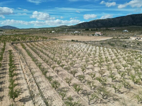 Land In Pinoso, Spain (11.321 M² Plot)