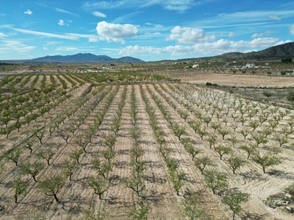 Land In Pinoso, Spain (11.321 M² Plot)