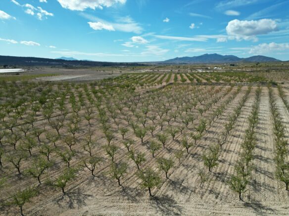 Land In Pinoso, Spain (11.321 M² Plot)