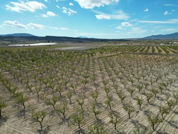 Land In Pinoso, Spain (11.321 M² Plot)