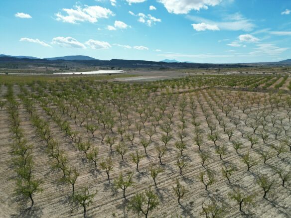 Land In Pinoso, Spain (11.321 M² Plot)