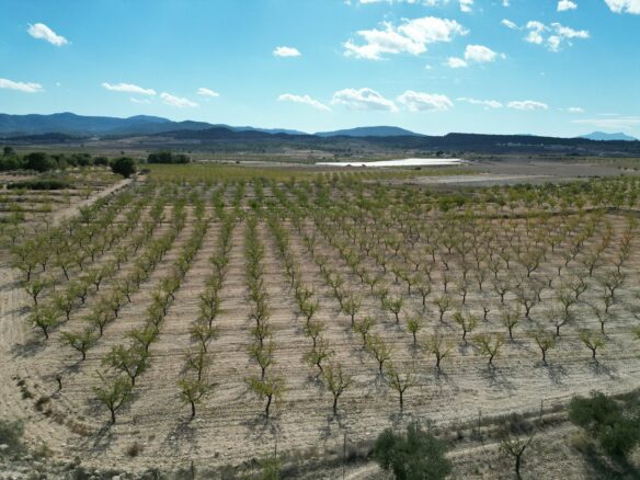 Land In Pinoso, Spain (11.321 M² Plot)