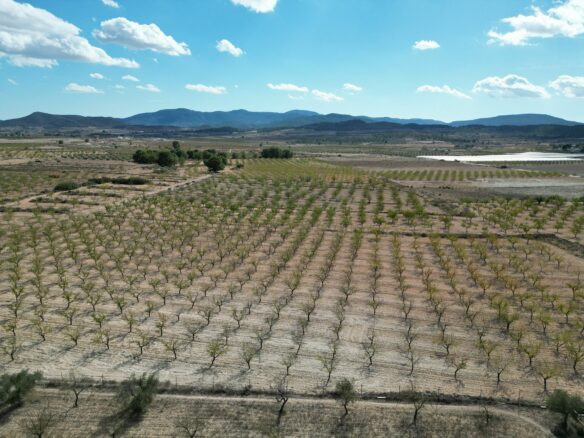 Land In Pinoso, Spain (11.321 M² Plot)