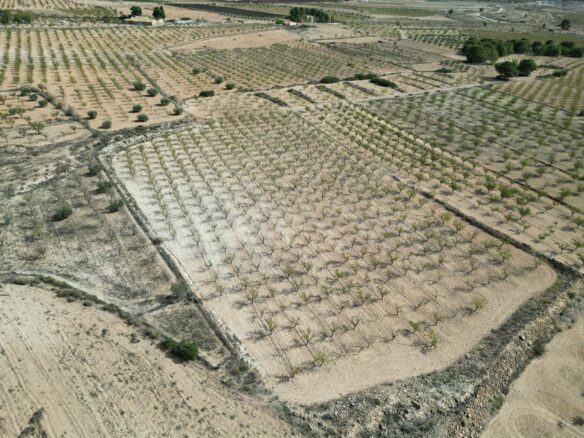Land In Pinoso, Spain (11.321 M² Plot)