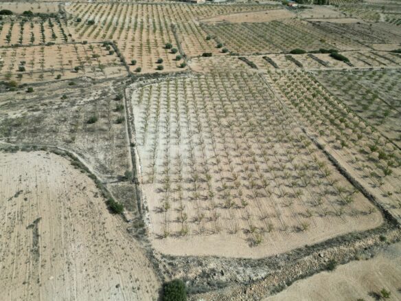 Land In Pinoso, Spain (11.321 M² Plot)