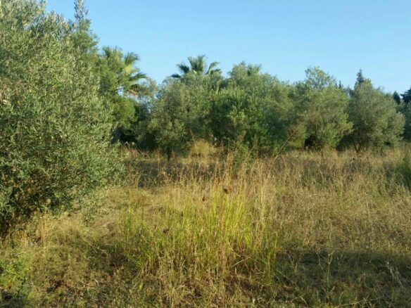 Land In Kassandra, Greece