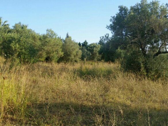 Land In Kassandra, Greece