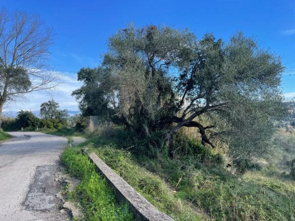 Land In Corfu, Greece