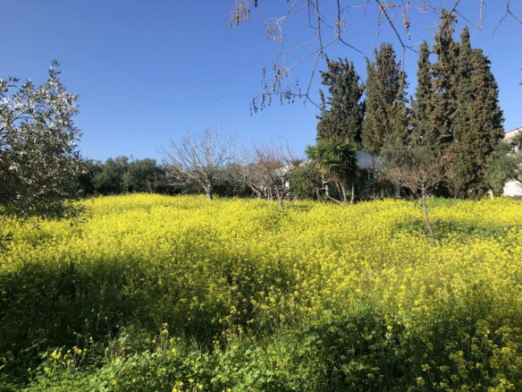 3-bedroom Detached House In Avlida, Greece (411 M²)