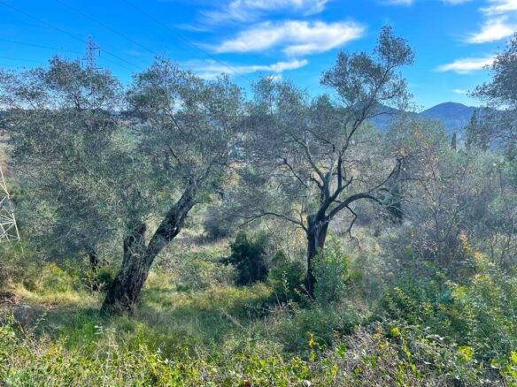Land In Corfu, Greece