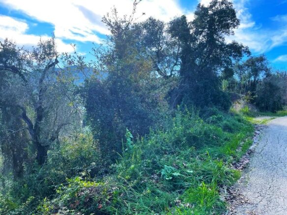 Land In Corfu, Greece