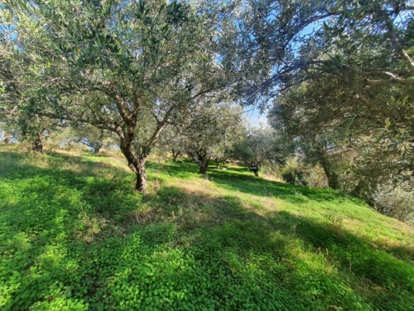 Land In Gazi, Greece
