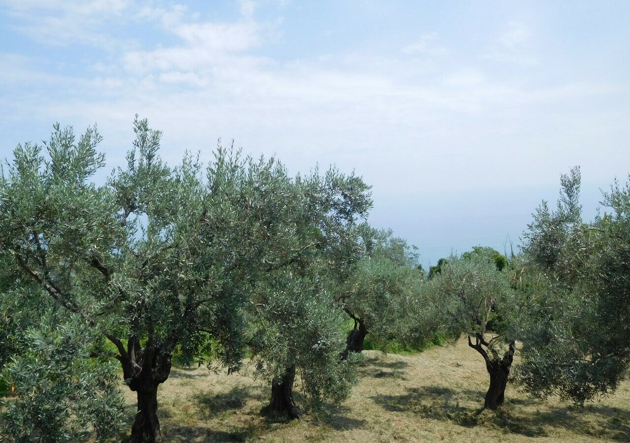 Land In Greece