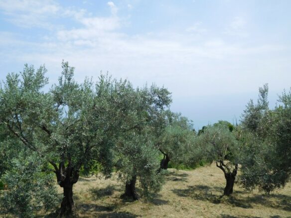Land In Greece