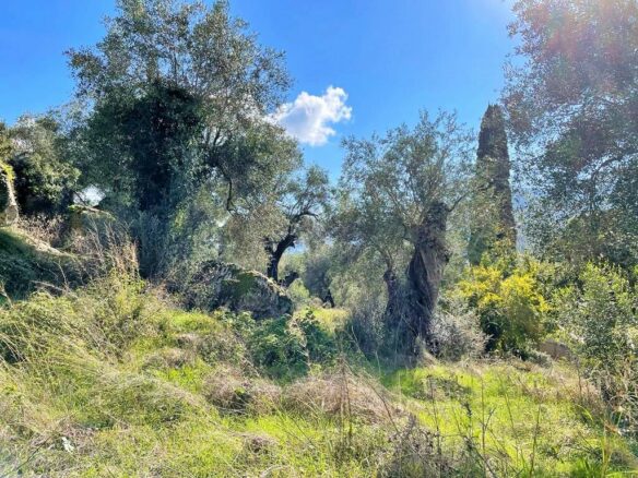 Land In Corfu, Greece