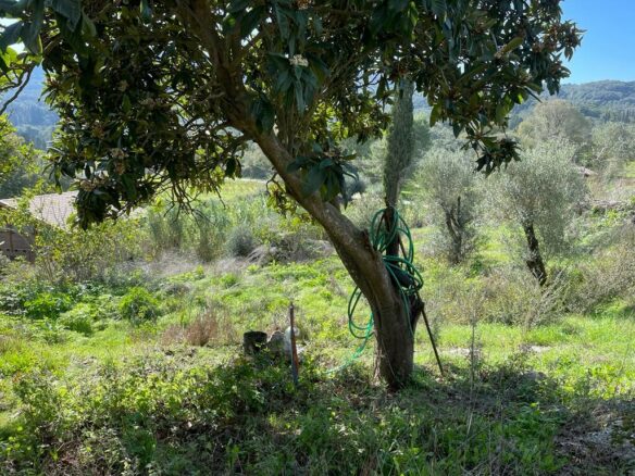 Land In Corfu, Greece