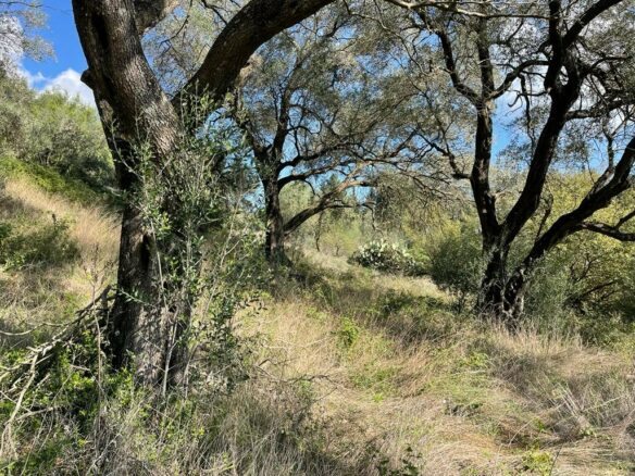 Land In Corfu, Greece