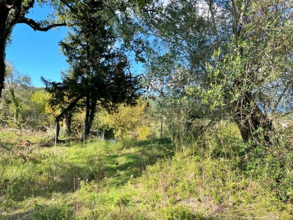 Land In Corfu, Greece
