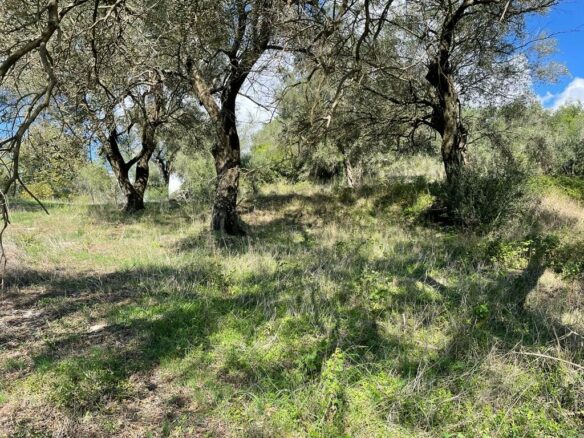 Land In Corfu, Greece