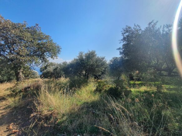 Land In Gazi, Greece