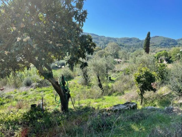 Land In Corfu, Greece